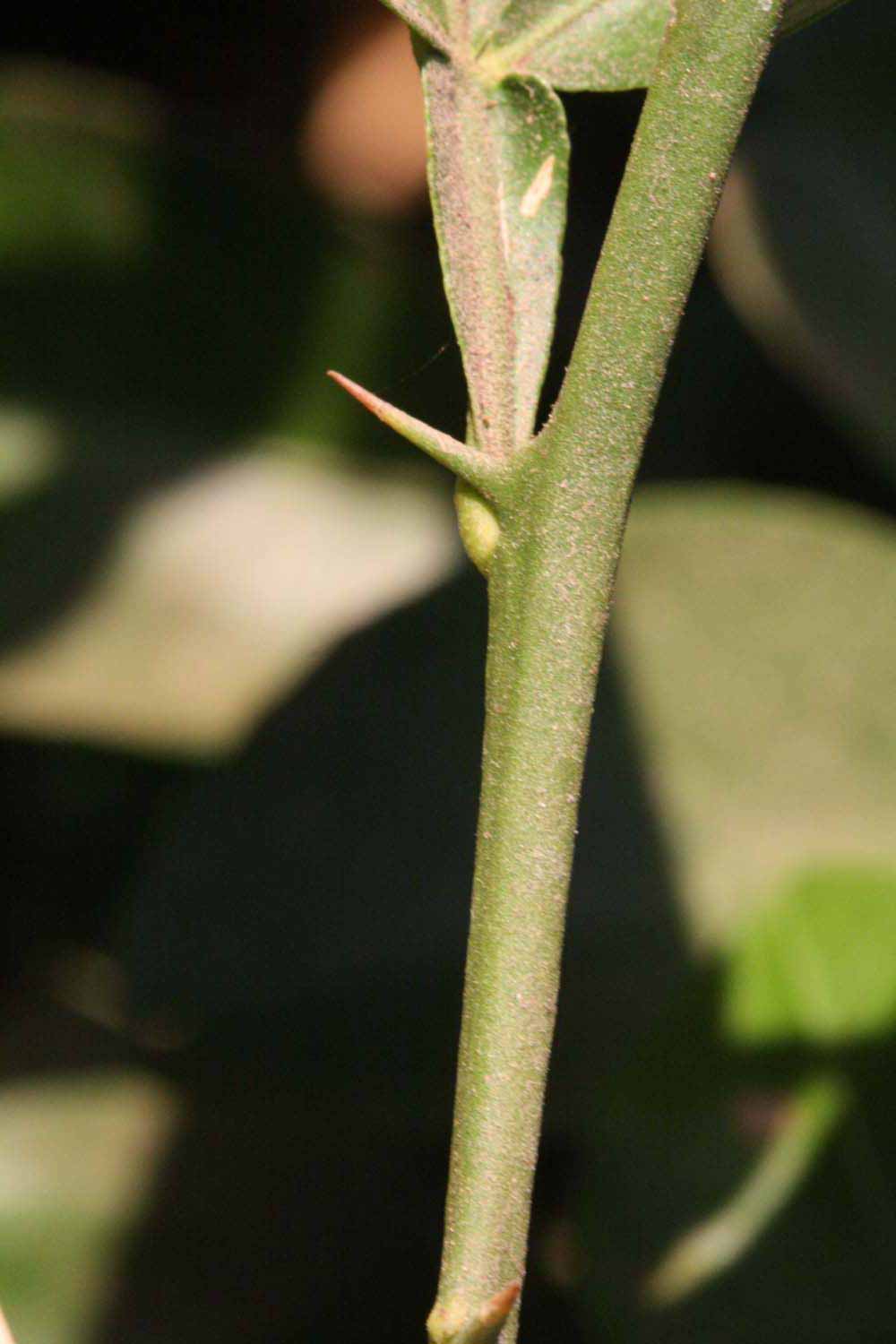            First year twig (Riverside, CA)   